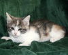 Shorthaired dilute torti kitten