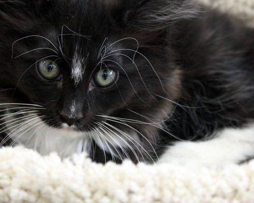 Black and white longhaired female