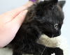 Black and white longhaired female