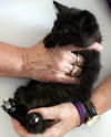 Black and white longhaired female