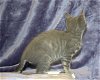 Grey tabby/white male kitten