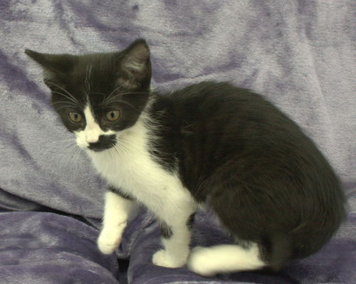 Black and white female shorthair