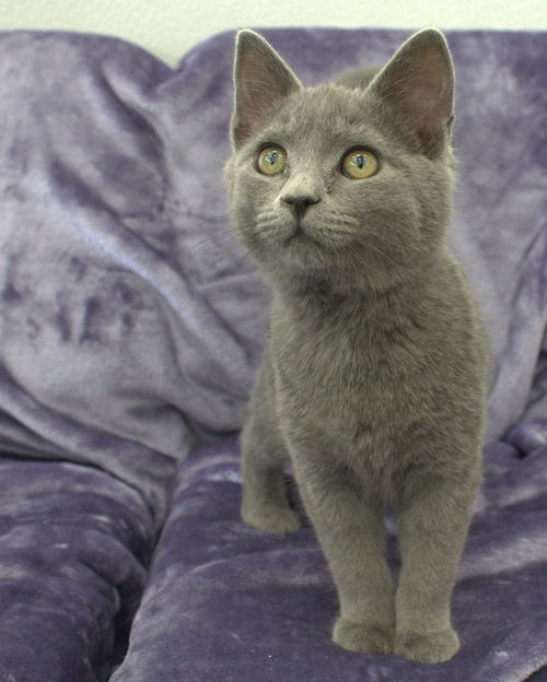 Russian Blue male