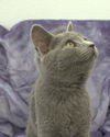 Russian Blue male