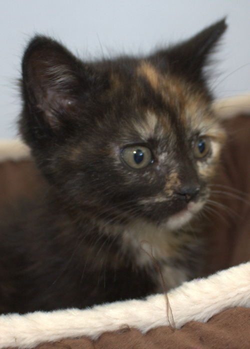 Torti kitten