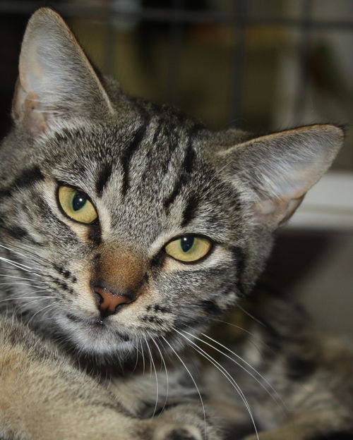 Bullseye tabby female