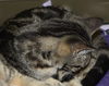 Bullseye tabby female