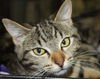 Bullseye tabby female