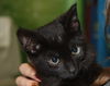 Black male kitten