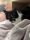 Neena