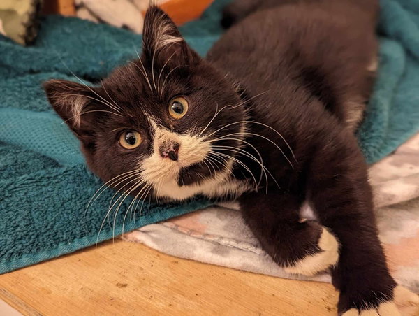 Figaro (aka "Lil J")