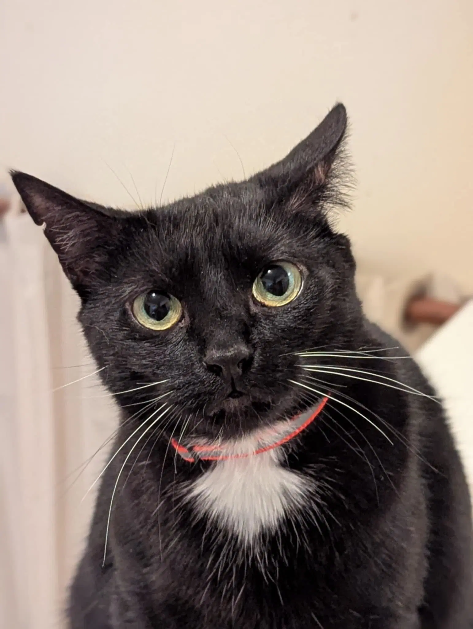 Thunderbird Birdie - Domestic Short Hair