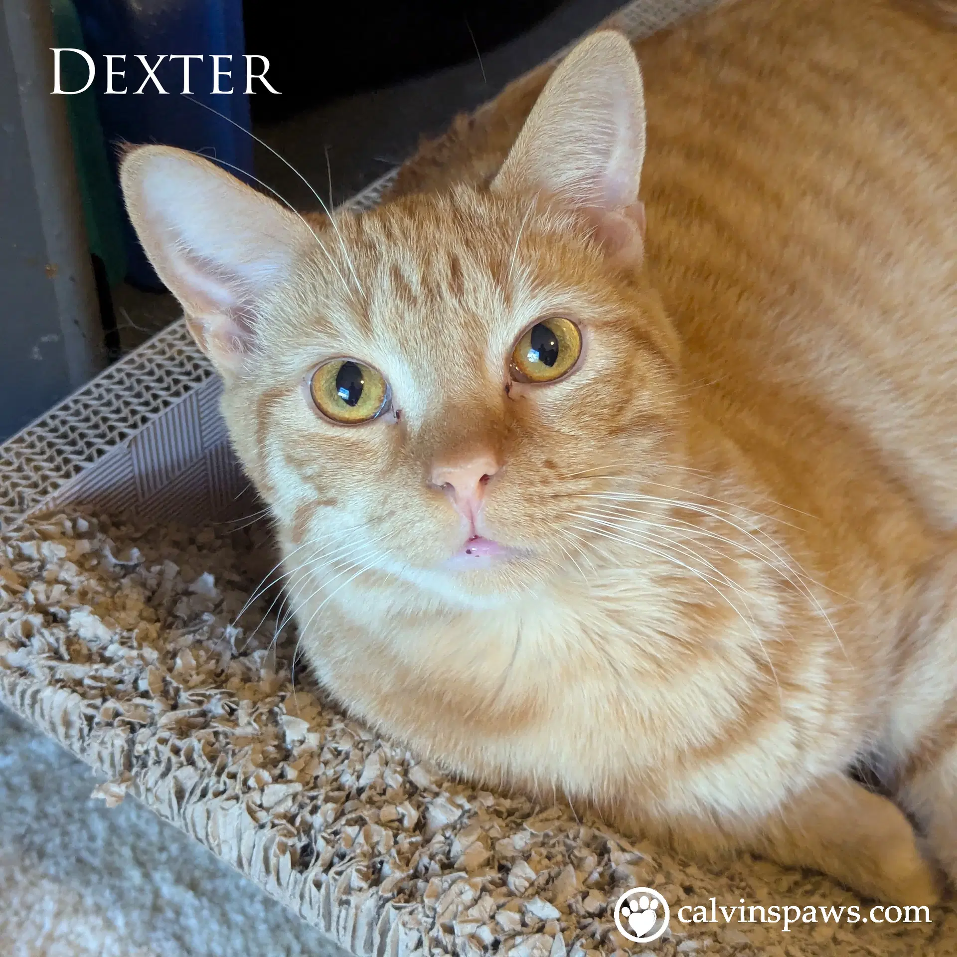 Dexter E - Domestic Short Hair