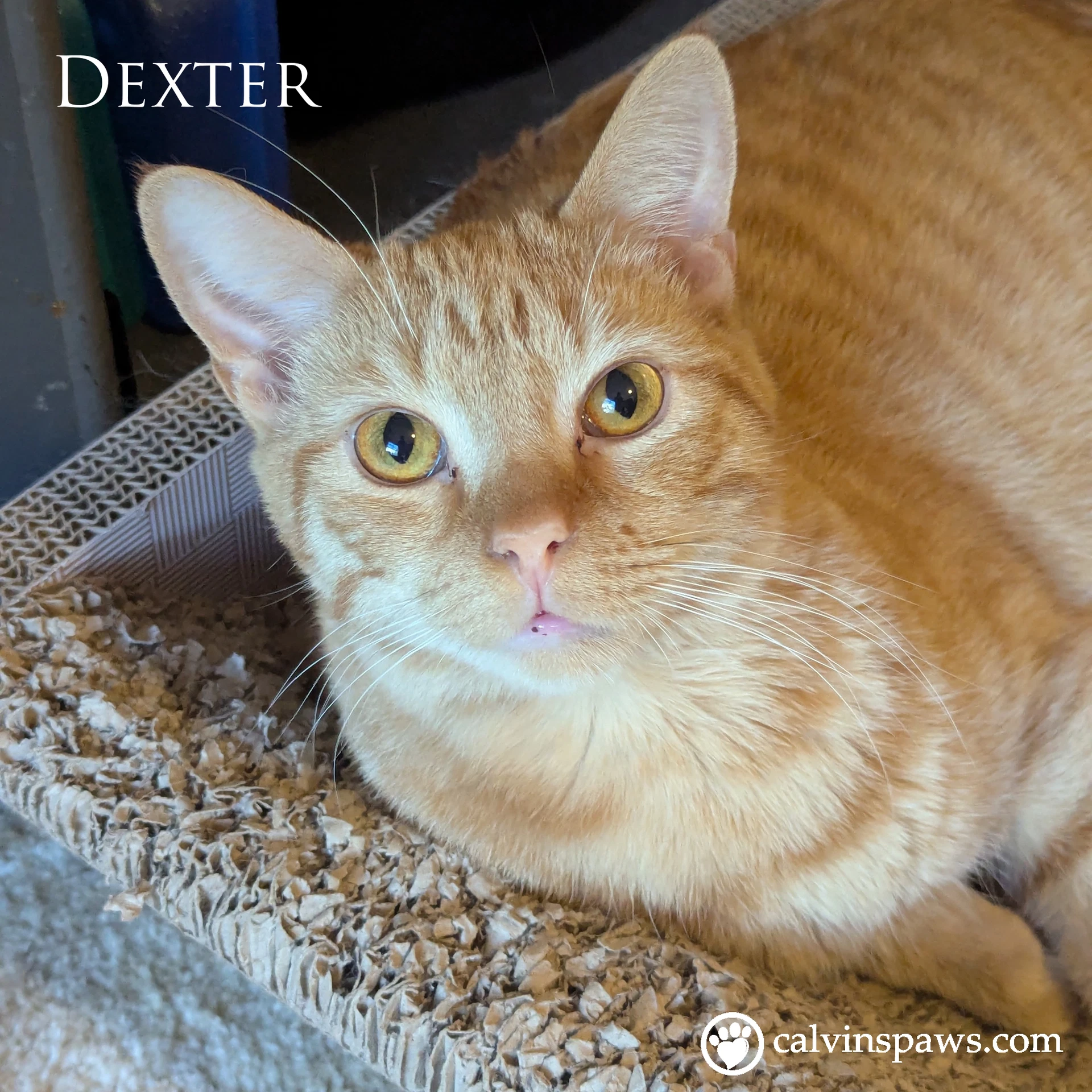 Dexter E