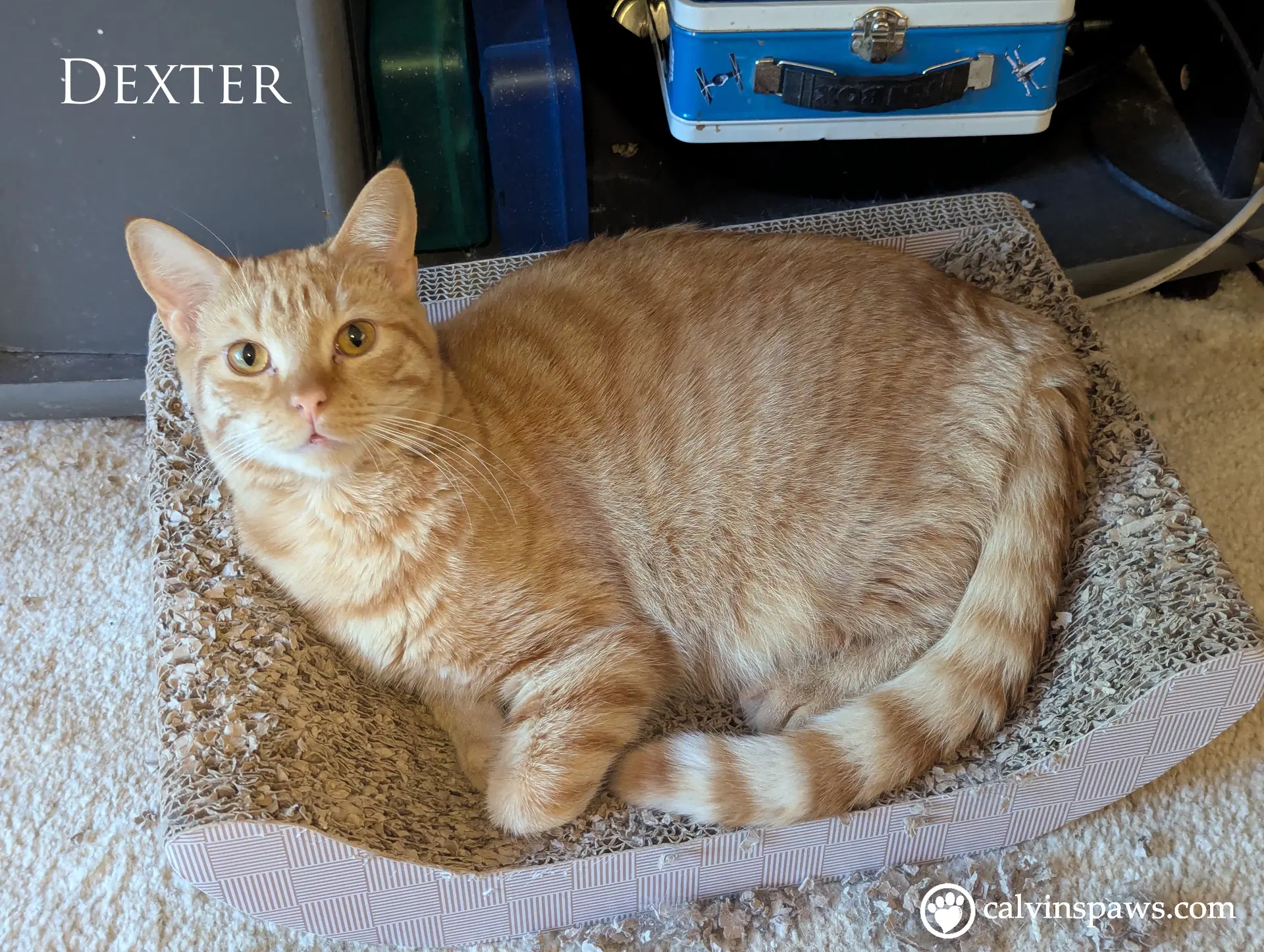 Dexter E image 2