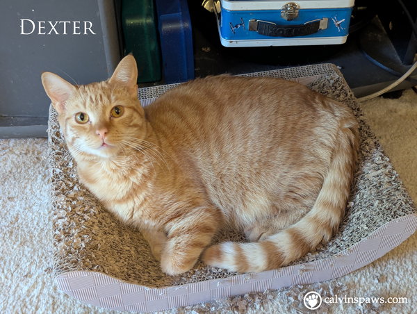 Dexter E