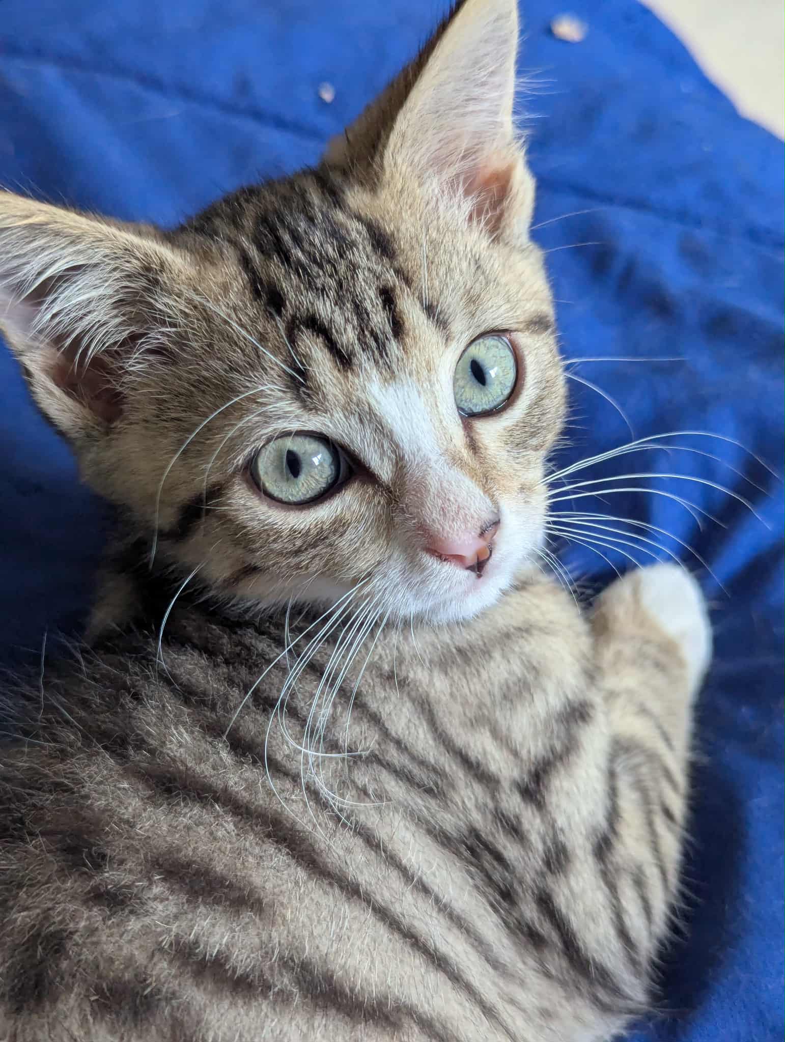 Amos E - Domestic Short Hair