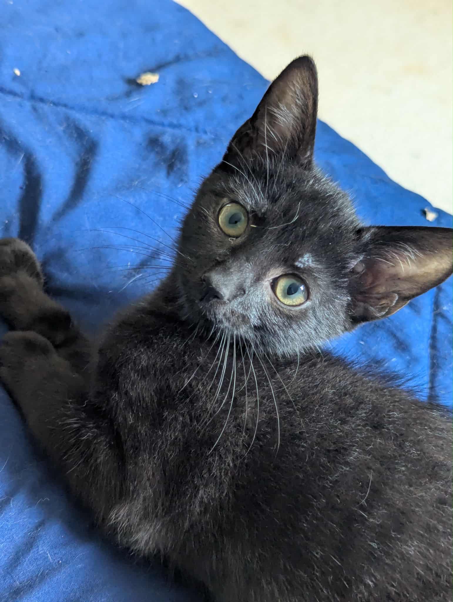 Holden E - Domestic Short Hair