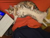 Clawdius A