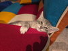 Clawdius A