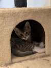 Clawdius A