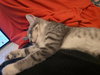 Clawdius A