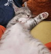Clawdius A
