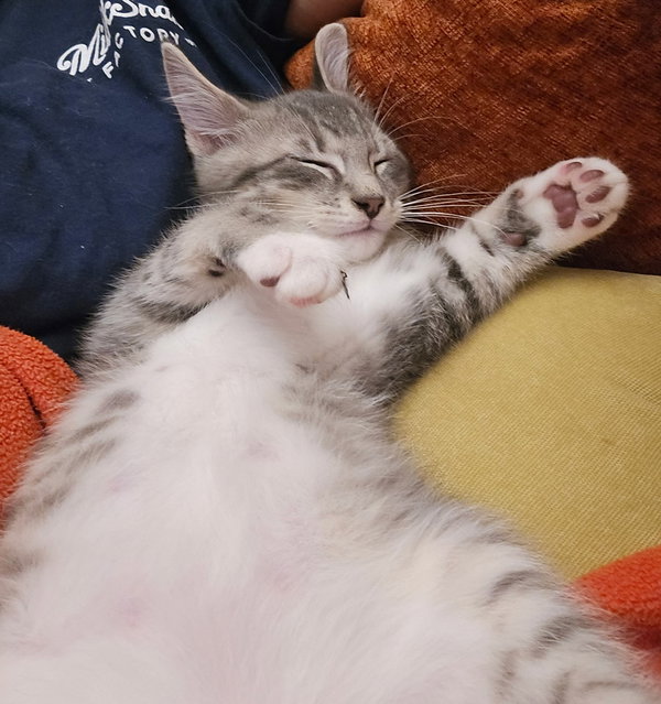 Clawdius A