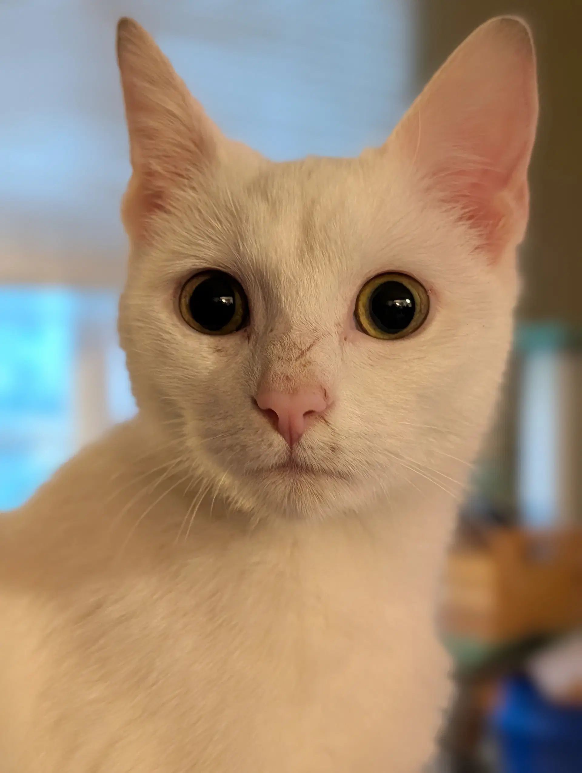 Lily Von Schneeflocke - Domestic Short Hair