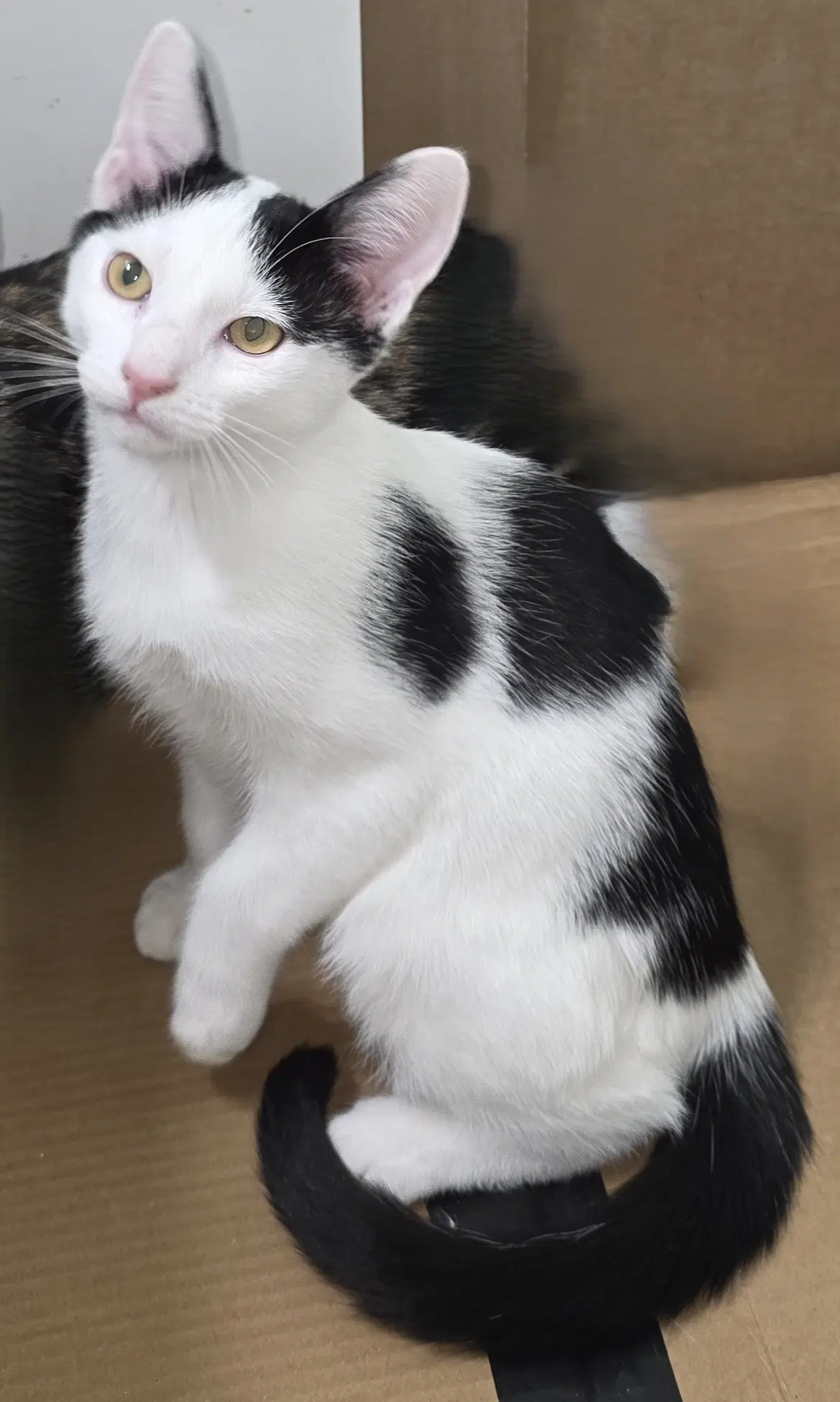 Toeby H - Domestic Short Hair
