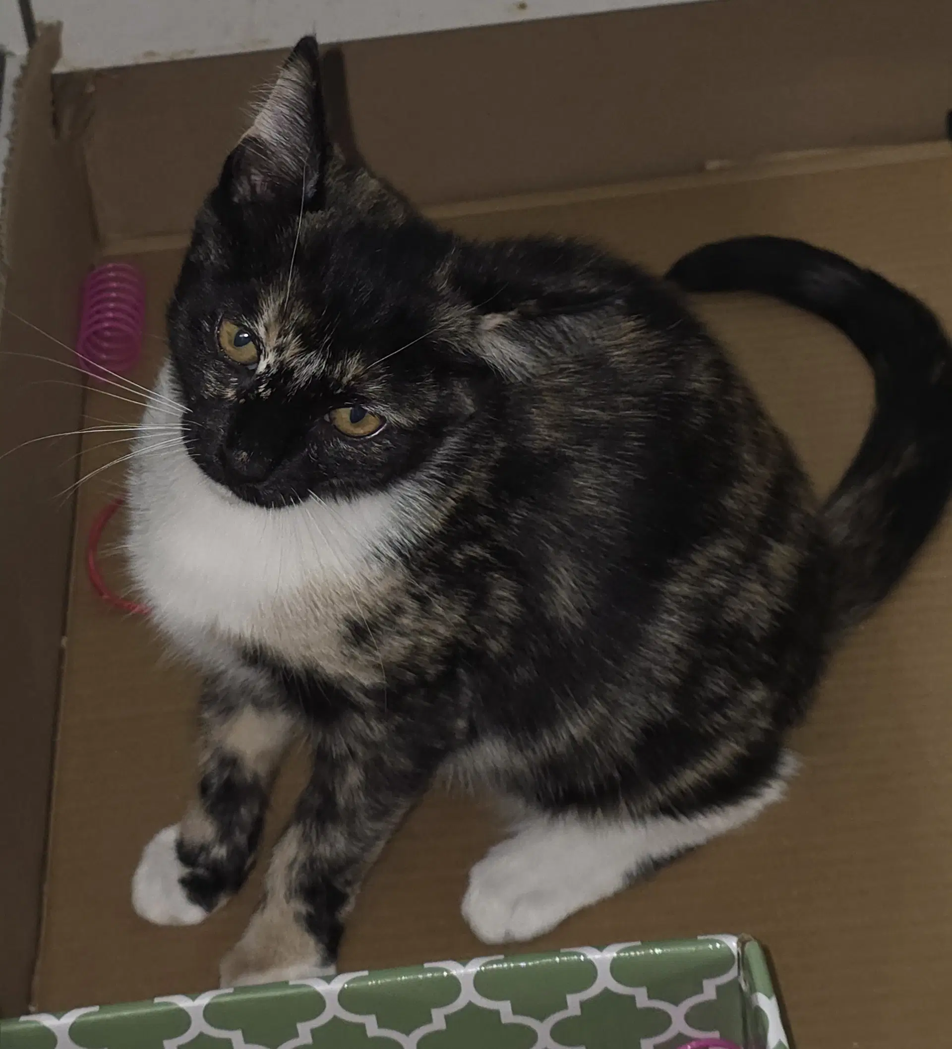 Sasha H - Domestic Short Hair