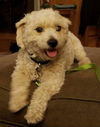 Percy