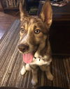 Siku