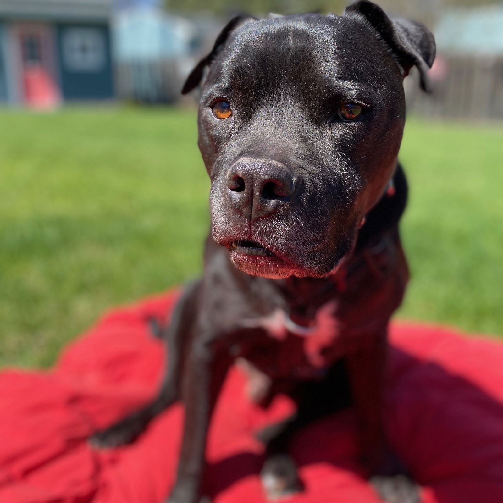 adoptable Dog in Fargo, ND named Rico Suave