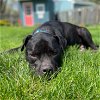 adoptable Dog in fargo, ND named Rico Suave