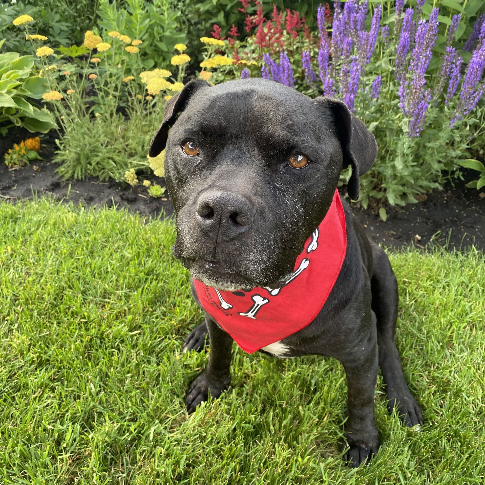 adoptable Dog in Fargo, ND named Rico Suave