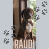 Raudi