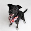 adoptable Dog in  named Confetti