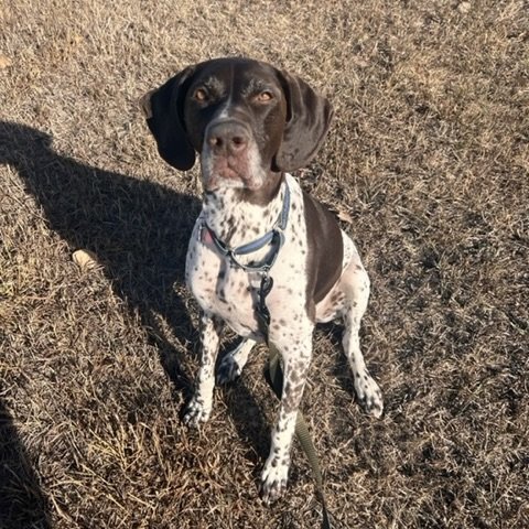 Dog for Adoption - Thorsie, a German Shorthaired Pointer in Fargo, ND ...