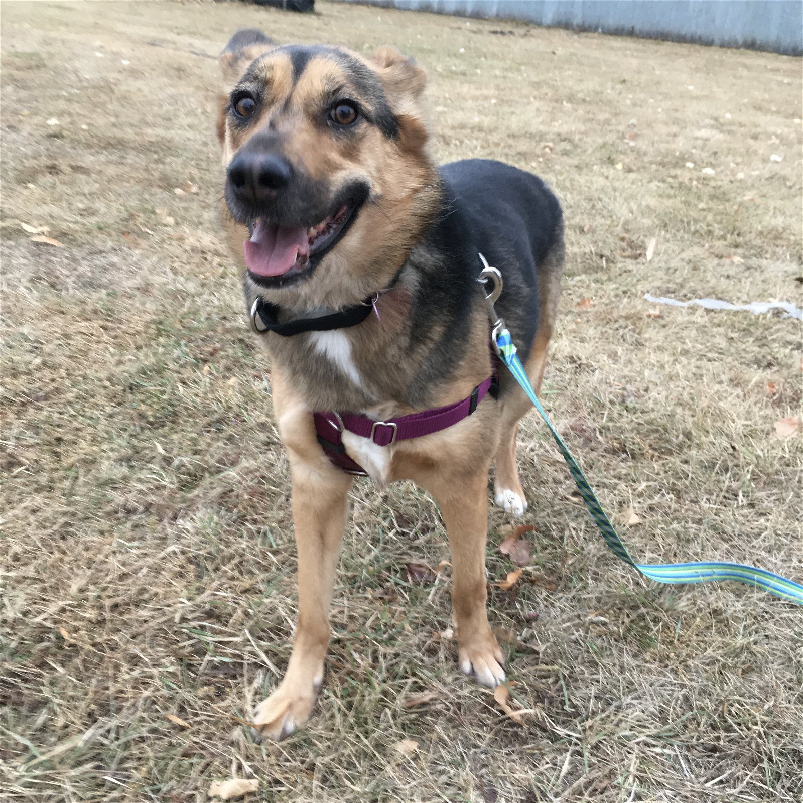 Dog for Adoption - Monarch, a German Shepherd Dog in Fargo, ND | Alpha Paw