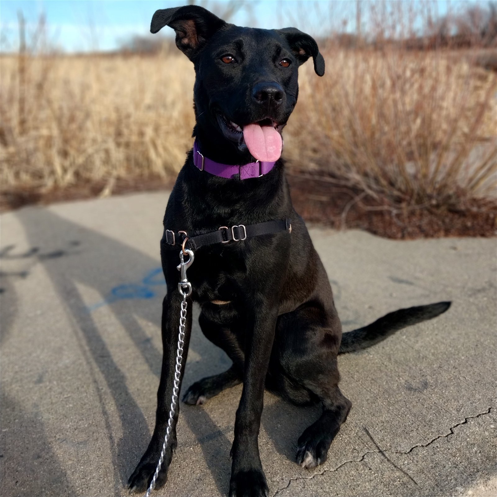 adoptable Dog in Fargo, ND named Sparkler