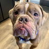 Jelly Roll