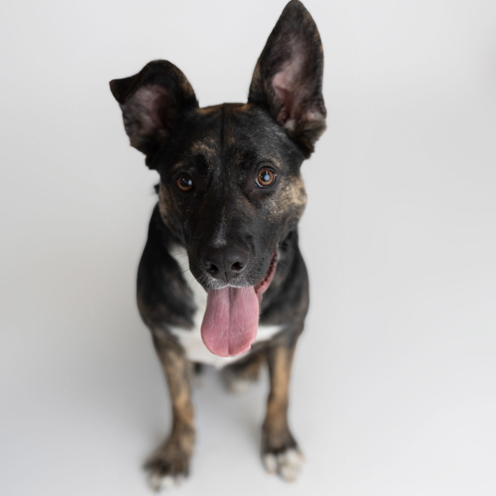 adoptable Dog in Fargo, ND named Fleetfoot