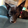 Licorice