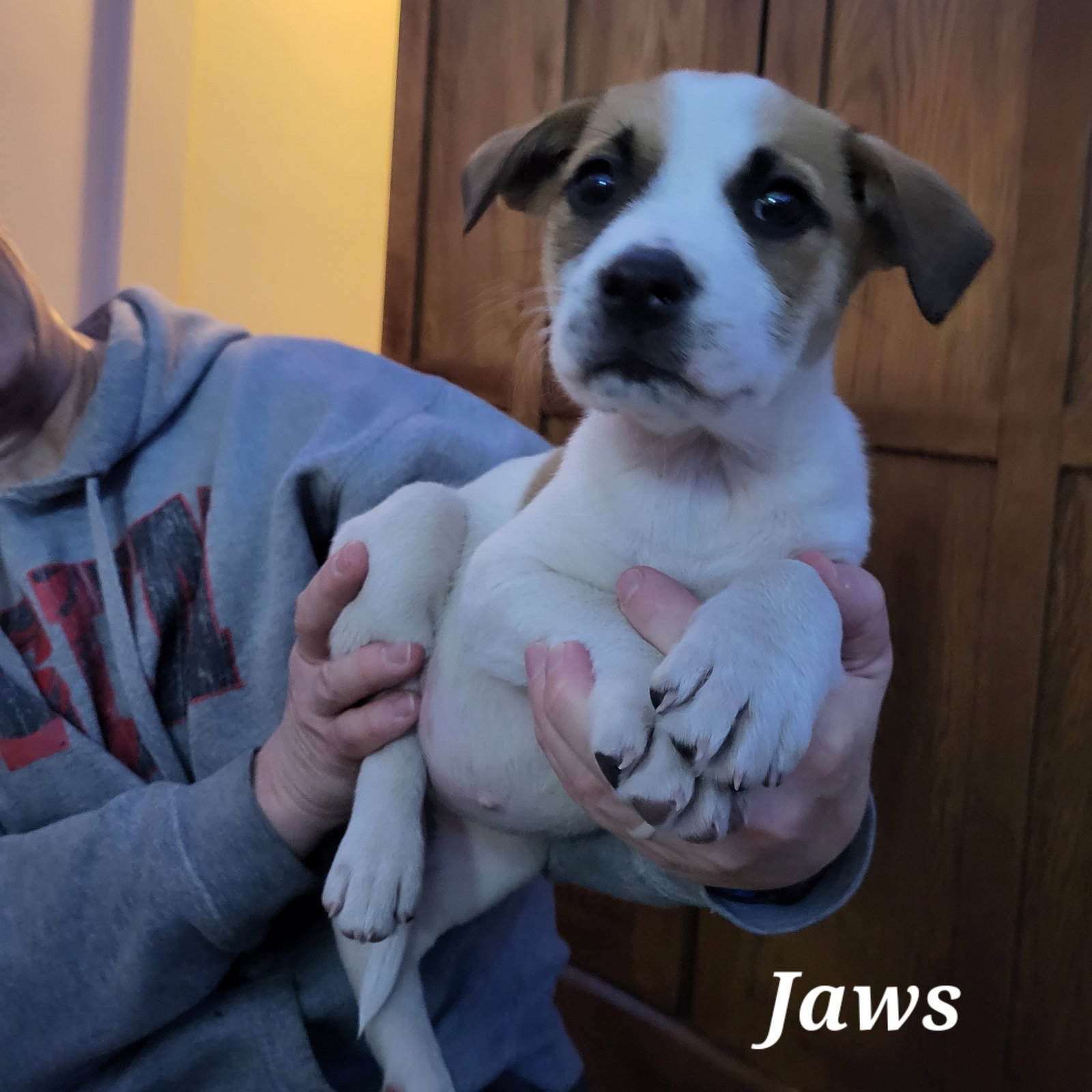 Dog adoption in Fargo, ND 58106 Pit Bull Terrier / Mixed (short coat