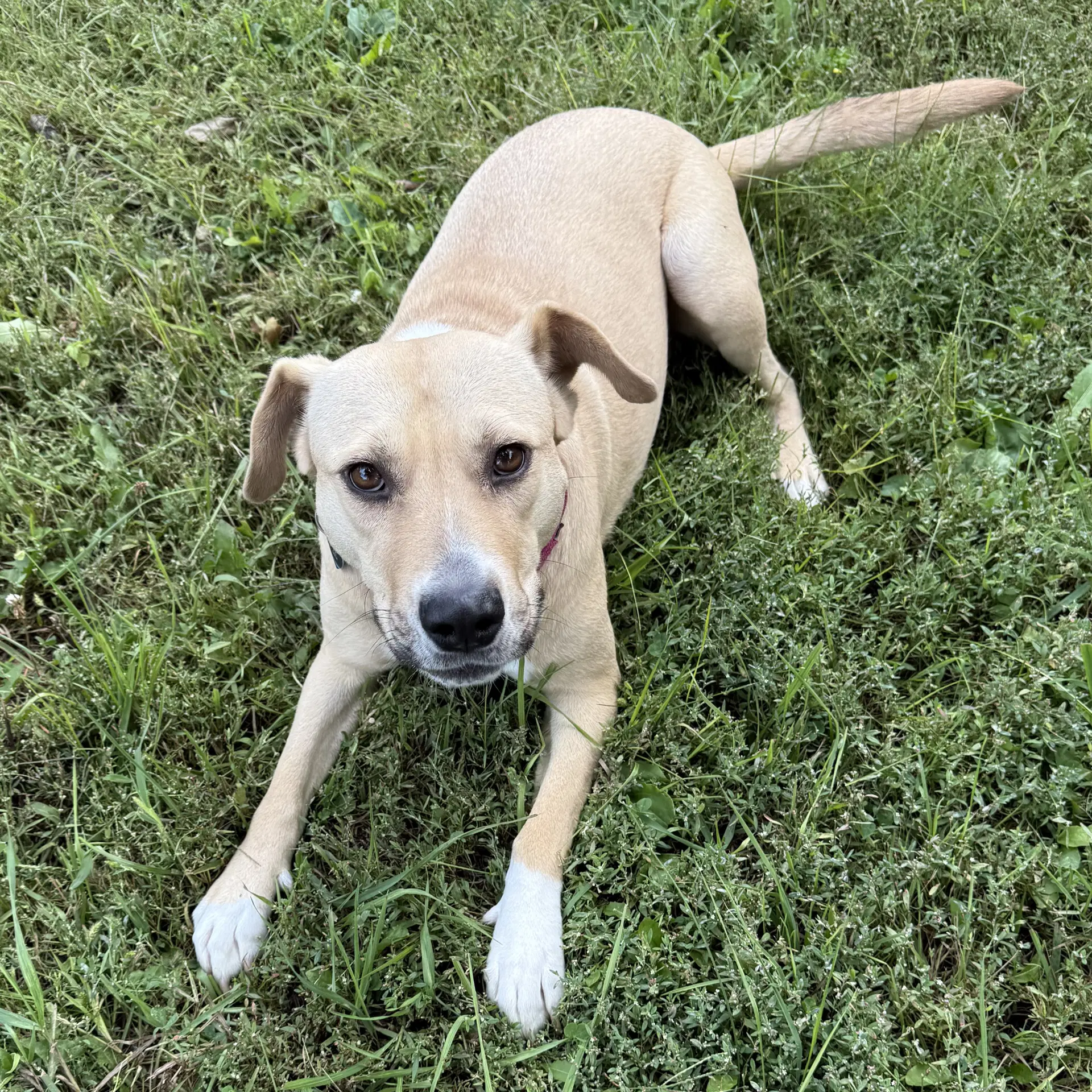 Kitchen - Pit Bull Terrier