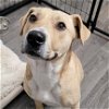 adoptable Dog in , ND named Kitchen
