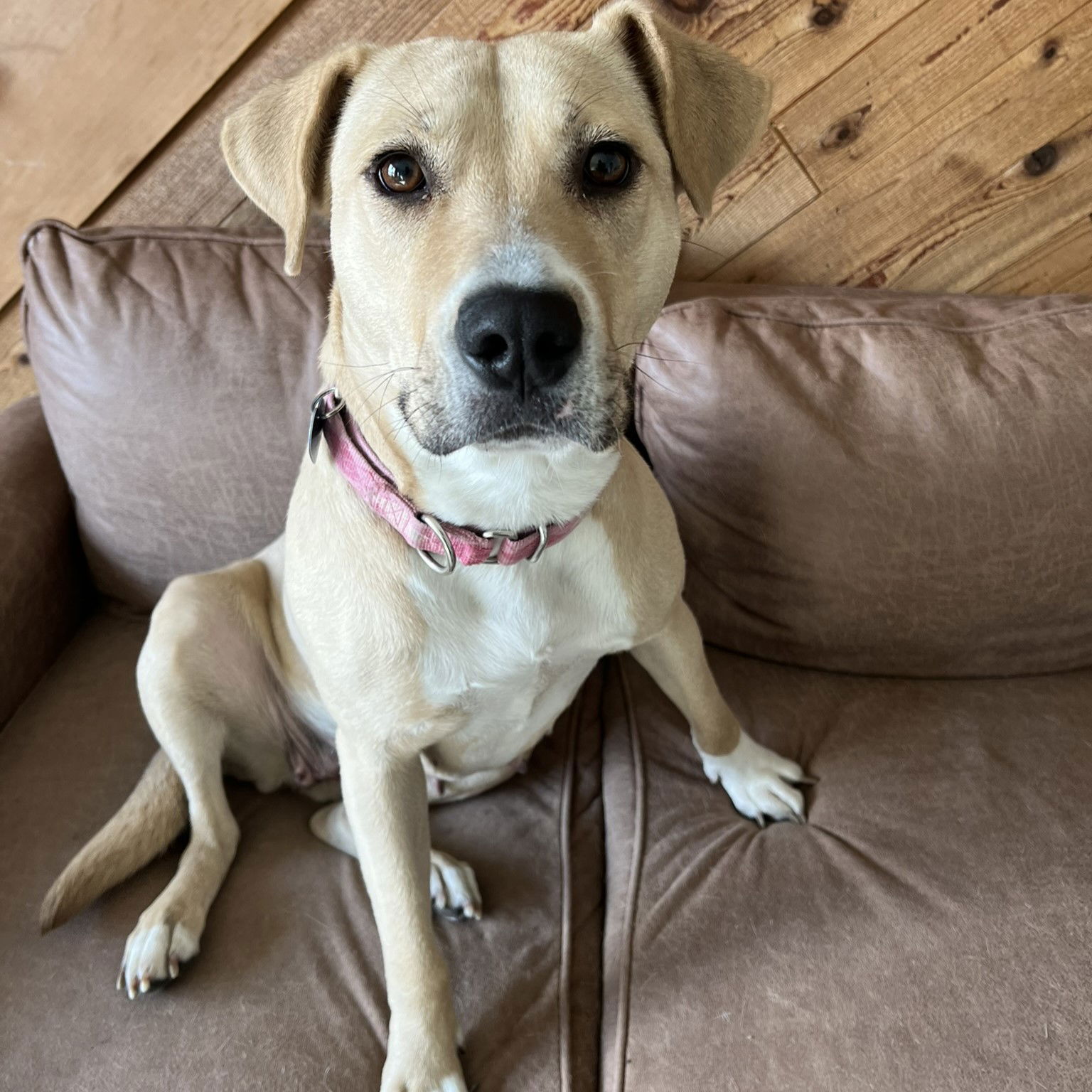 adoptable Dog in Fargo, ND named Kitchen