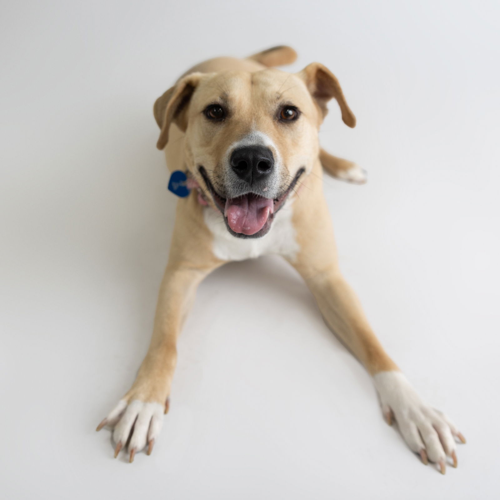 adoptable Dog in Fargo, ND named Kitchen