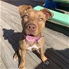 adoptable Dog in , ND named Suriel